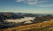 Gebirgsziege am Steilhang des Schafberg, Blick auf St. Gilgen und die Berge des Salzkammerguts, Österreich