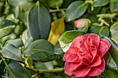 Blüte der Camellia Japonica "Herme Rot", Kamelie