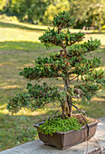Nahaufnahme eines Chinesischen Wacholder-Bonsai (Juniperus chinensis) Sachsen, Deutschland