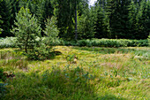 Naturschutzgebiet Wiesbüttmoor zwischen den Ortschaften Wiesen und Flörsbach im Naturpark Spessart, Hessen, Bayern, Deutschland