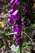 Blume Fingerhut im Abel-Tasman-Nationalpark von Wanderwegen im Park in der Nähe des Nelson Tasman Nationalpark auf der Südinsel Neuseeland