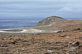 Chile; Southern Chile; Magallanes Region; Strait of Magellan; Isla Magdalena; Monumento Natural Los Pinguinos; Magellanic penguin colony and seagulls