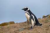 Chile; Southern Chile; Magallanes Region; Strait of Magellan; Isla Magdalena; Monumento Natural Los Pinguinos; Magellanic penguin traveling on the island