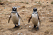 Chile; Southern Chile; Magallanes Region; Strait of Magellan; Isla Magdalena; Monumento Natural Los Pinguinos; Magellanic penguin couple on the island