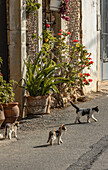 Cats on the street