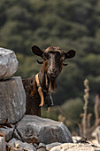 Die Ziege schaut hinter dem Felsen hervor, Griechenland, Europa