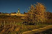 Herbst am Niederwalddenkmal, Rüdesheim, Oberes Mittelrheintal, Hessen, Deutschland