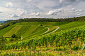 Vineyards near Ramsthal in the evening light, Bad Kissingen district, Franconia, Lower Franconia, Bavaria, Germany