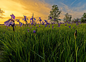 Siberian iris, Iris sibirica, meadow iris