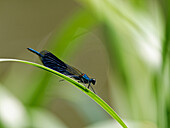 Gebänderte Prachtlibelle, Calopteryx splendens