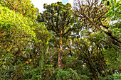 Virgin forest at the Ang Ka Luang Nature Trail in Doi Inthanon National Park, Chiang Mai, Thailand, Asia