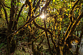 Urwald am Ang Ka Luang Nature Trail im Doi Inthanon Nationalpark, Chiang Mai, Thailand, Asien  