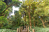 Der Yod Doi Nature Trail im Doi Inthanon Nationalpark, Chiang Mai, Thailand, Asien   