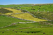 Ireland, County Cork, Mizen Peninsula, field with stone walls