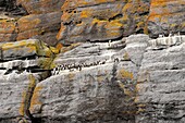 Ireland, County Kerry, Skellig Michael Island, Guillemot colony on the rocks