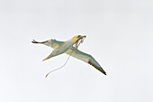 Irland, County Kerry, Vogelinsel Little Skellig, Basstölpel mit Nistmaterial