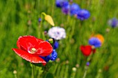 Ireland, County Sligo, Templeboy, street flowers, corn poppies