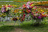 Bicycle with flower in the city park, Rousse, Rousse, Bulgaria, Europe