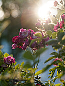Rosenblüten im Morgenlicht