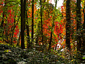 Autumn forest and Tännigsee in Tännig, a forest area between Grafenrheinfeld and Schwebheim, Schweinfurt district, Lower Franconia, Franconia, Bavaria, Germany