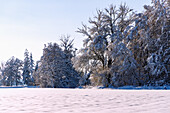 Snow landscape with a snow-covered meadow and trees in the Sempttal in Erdinger Land in Upper Bavaria in Germany