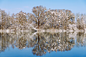 Wiflinger Weiher (Wörther Weiher), snowy landscape and trees covered in deep snow on the lakeshore with water reflection in the Sempttal in Erdinger Land in Upper Bavaria in Germany