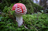 Fly agaric in autumn leaves, Amanita muscaria, blurred background, Bavaria, Germany, Europe