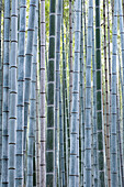 Nahaufnahme von Bambus, Arashiyama Bambushain, Kyoto, Japan, Asien