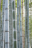 Nahaufnahme von Bambus, Arashiyama Bambushain, Kyoto, Japan, Asien