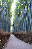 Arashiyama Bamboo Grove, Kyoto, Japan, Asia