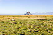 Schaf auf Weide, im Hintergrund Mont Saint-Michel, Département Manche, Normandie, Frankreich