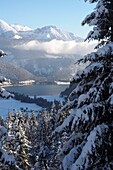 Blick vom Skigebiet Christlum auf das Nordufer des Sees mit Rofangebirge, bei Achenkirch, Achensee, Tirol, Österreich