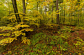 Waldhaus nature reserve with wet area in the Handthalgrund near Ebrach in the Steigerwald Nature Park, Markt Ebrach, Bamberg district, Upper Franconia, Franconia, Bavaria, Germany