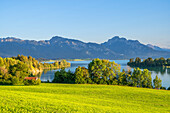 Forggensee im Abendlicht, Allgäuer Alpen, Schwangau, Schwaben, Allgäu, Bayern, Deutschland