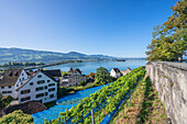 Weinberge unter dem Rosengarten Schlossberg Rapperswil, Rapperswil-Jona, Zürichsee, Sankt Gallen, Schweiz