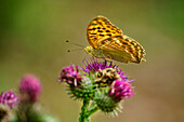 Schmetterling Kaisermantel sitzt auf Distel, Argynnis paphia, Tiefental, Blaubeuren, Schwäbische Alb, Baden-Württemberg, Deutschland