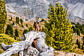 Dog on a tree trunk near the Seceda in autumn, Val Gardena, Bolzano, South Tyrol, Italy