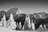 Snow-covered spruce trees with Wendelstein, from Breitenstein, Mangfall Mountains, Bavarian Alps, Upper Bavaria, Bavaria, Germany