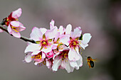 Almond blossom in Val de Pop, already in January, in the province of Alicante, Spain