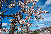 Almond blossom in the Sierra Aixorta, already in January, in the province of Alicante, Spain
