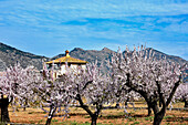 Mandelblüte (Prunus dulcis) im Vall de Pop im Januar, Hinterland zwischen Denia und Moraira, Costa Blanca, Provinz Alicante, Spanien