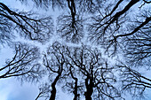  Ghost forest view into the sky, Baltic Sea resort of Nienhagen, Mecklenburg-Western Pomerania, Germany 