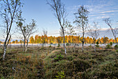 Herbstmorgen im Moorgebiet am Staffelsee, Uffing, Blaues Land, Landkreis Garmisch-Partenkirchen, Oberbayern, Bayern, Deutschland, Europa