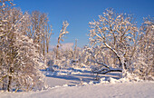 Winter in the Weilheimer Moos, Weilheim, Bavaria, Germany, Europe