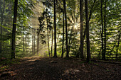 Morgens im Wald, Sonnenstern mit Sonnenstrahlen im Buchenwald