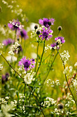 Blüten mitten in einer Sommerwiese, Bayern, Deutschland