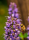 Biene im Garten, Bayern, Deutschland