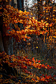  Autumnal beech leaves in the evening light, Weilheim, Bavaria, Germany 