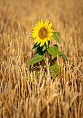  Sunflower in a grain field, Bavaria, Germany 