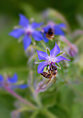 Fleißige Biene im Bauerngarten, Bayern, Deutschland